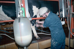 Agriculture student milking