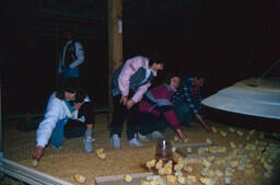 agriculture – students in barn with baby chicks