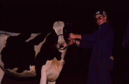 Agriculture student in milking parlour