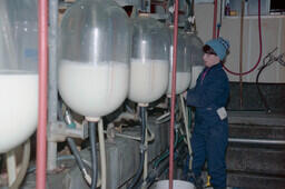 Agriculture student milking