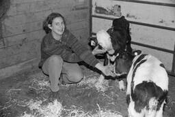Agriculture student feeding calf